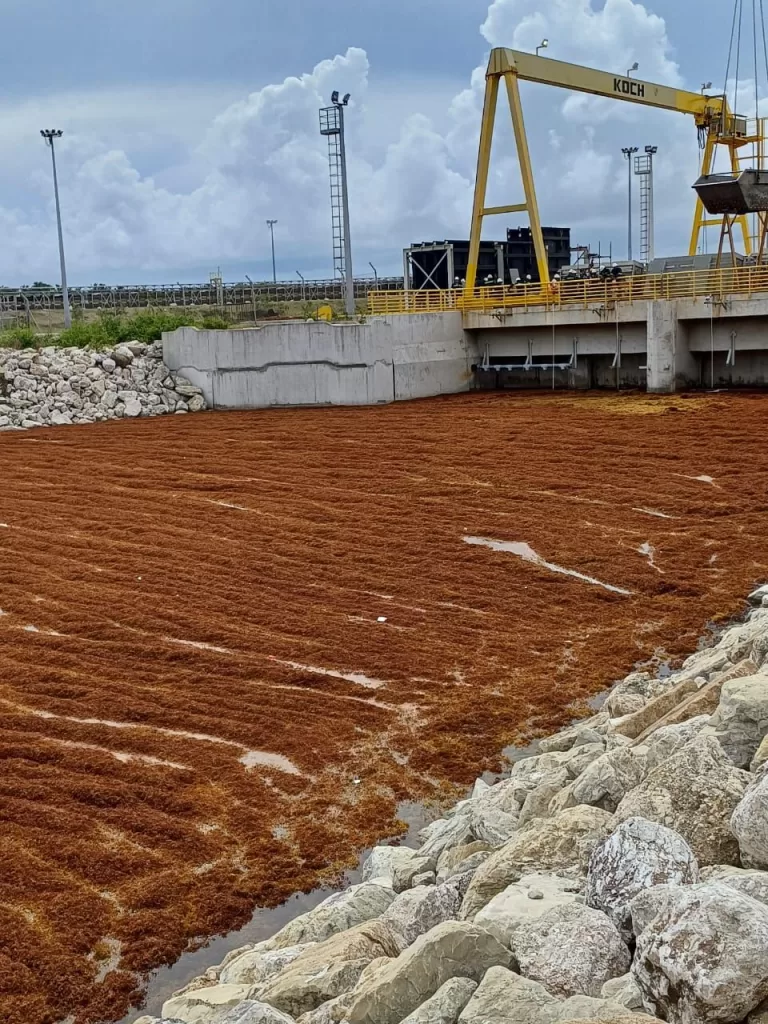 Personal de la Armada Dominicana y la empresa SOS Carbon colaborando en un operativo de limpieza de sargazo.